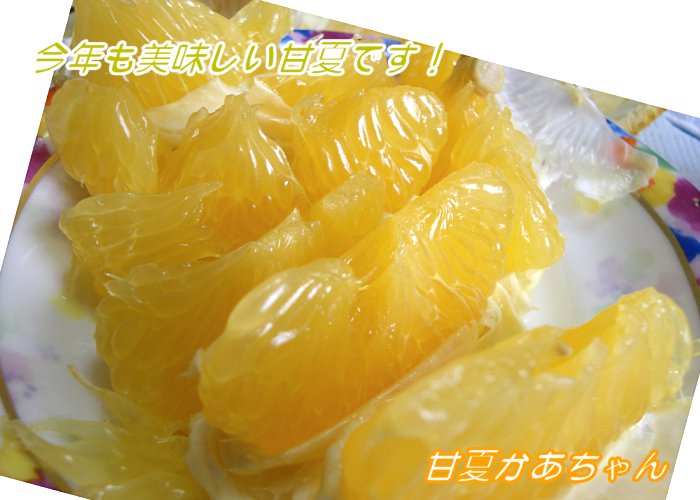 美味しい甘夏みかん