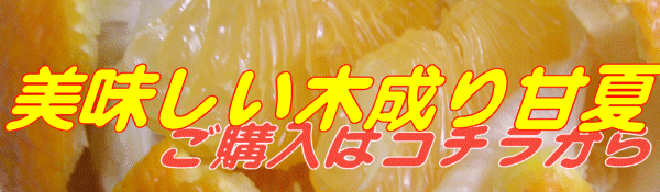 みかんの 皮むき器 「 ムッキーちゃん 」土佐文旦・河内晩柑・甘夏など外皮の硬い柑橘に最適！温州みかんやオレンジ類、レモンにも使えます♪（muki）